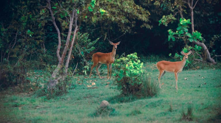 Wildlife, Birdwatching & Conservation